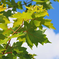Autumn Fantasy Freeman's Maple 'Autumn Fantasy' - Acer freemanii 'Autumn Fantasy' | Wirebasket from ABTrees