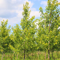 Autumn Fantasy Freeman's Maple 'Autumn Fantasy' - Acer freemanii 'Autumn Fantasy' | Wirebasket from ABTrees