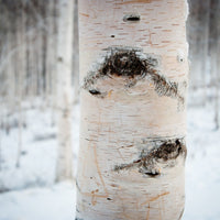White Birch;Paper Birch - Betula papyrifera | Potted from StWilliams