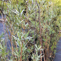 Sandbar Willow - Salix exigua | Potted from StWilliams