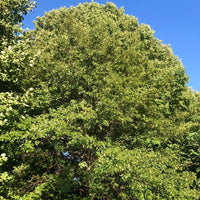 Pin Oak - Quercus palustris | Potted from StWilliams