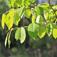 Downy Serviceberry;Juneberry - Amelanchier arborea | Potted from StWilliams