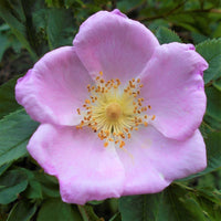 Carolina Rose - Rosa carolina | Potted from StWilliams