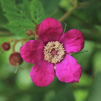 Purple-Flowering Raspberry - Rubus odoratus | Potted Shrub