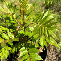 American Mountain Ash - Sorbus americana | Potted Deciduous Tree