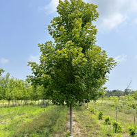 Celebration Freeman's Maple 'Celzam' - Acer freemanii 'Celzam' | Wirebasket from ABTrees