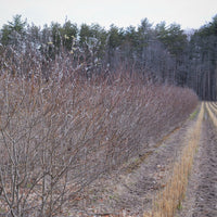 Pussy Willow - Salix discolor | Potted Shrub-Small Tree
