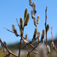 Pussy Willow - Salix discolor | Potted Shrub-Small Tree
