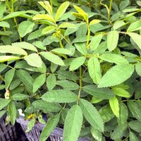 Carolina Rose - Rosa carolina | Potted from StWilliams