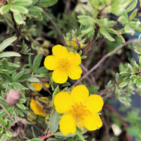 Shrubby Cinquefoil - Potentilla fruticosa | Potted Shrub
