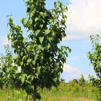 Japanese Tree Lilac 'Ivory Silk' - Syringa reticulata 'Ivory Silk' | Wirebasket Shrub-Small Tree // ABTrees