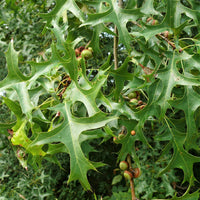 Pin Oak - Quercus palustris | Potted from StWilliams
