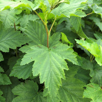 Ninebark - Physocarpus opulifolius | Potted from StWilliams