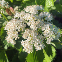 Southern Arrowwood - Viburnum dentatum | Potted from StWilliams