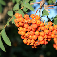 American Mountain Ash - Sorbus americana | Potted from StWilliams