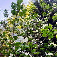 Flowering Dogwood - Cornus florida | Potted from StWilliams