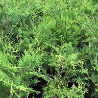 White Cedar - Thuja occidentalis | Potted from StWilliams