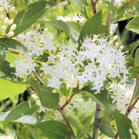 Gray Dogwood - Cornus racemosa (C. foemina) | Potted from StWilliams