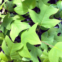 Tulip Tree - Liriodendron tulipifera | Potted Deciduous Tree