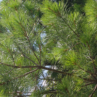 White Pine - Pinus strobus | Wirebasket from ABTrees