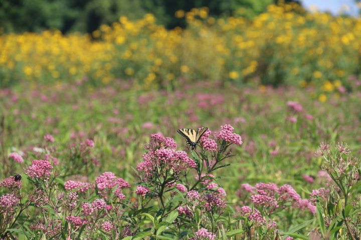 Bulk Native Seed Mixes – St Williams Native Seed + Plants Supply