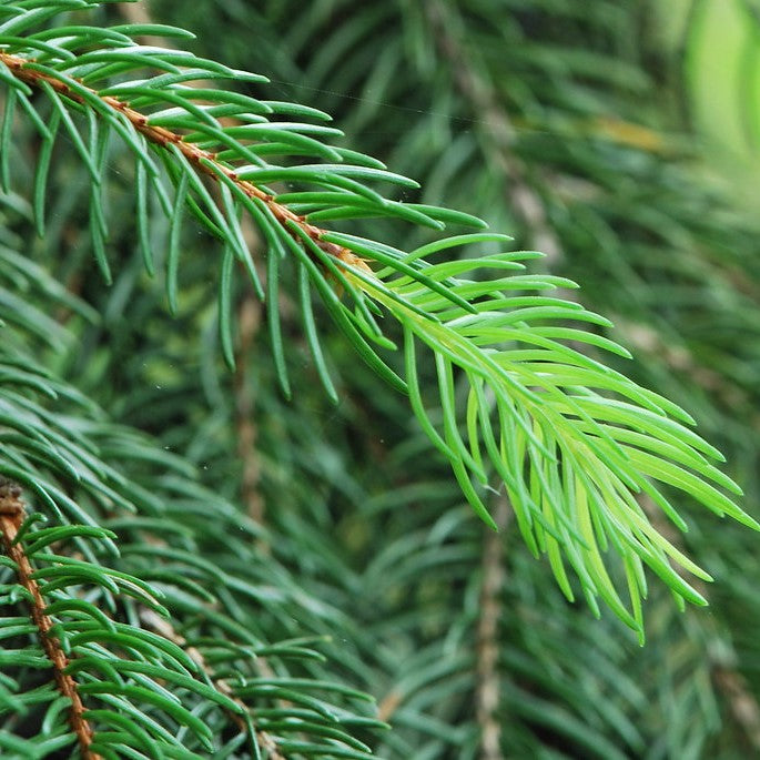White Spruce - Picea glauca | Potted from StWilliams