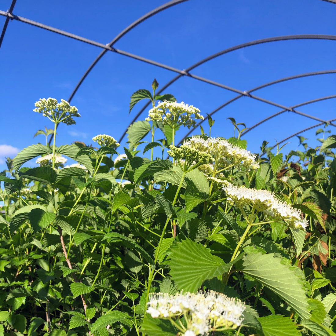 Southern Arrowwood - Viburnum dentatum | Potted from StWilliams