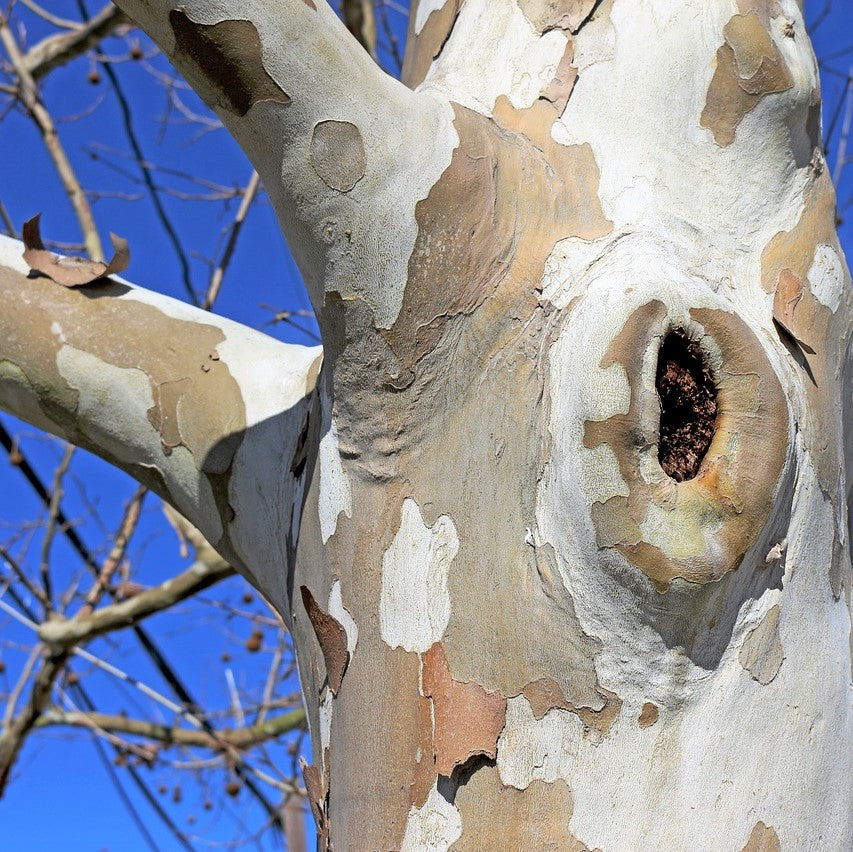 Sycamore - Platanus occidentalis | Potted from StWilliams