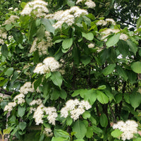 Nannyberry - Viburnum lentago | Potted from StWilliams
