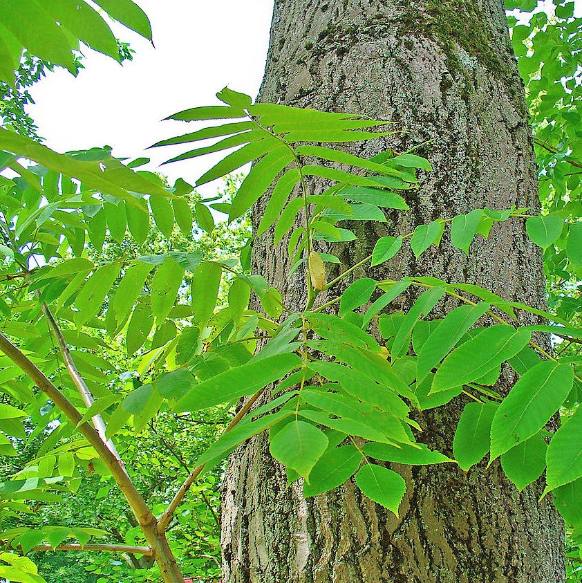 Butternut - Juglans cinerea | Potted from StWilliams
