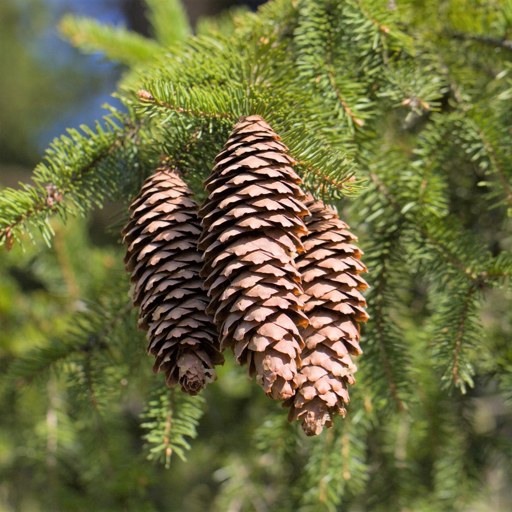 Norway Spruce - Picea abies | Potted from ABTrees