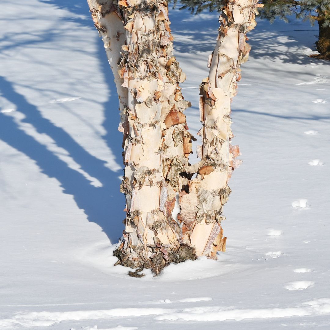 Black;River Birch  - Betula nigra  | Wirebasket from ABTrees