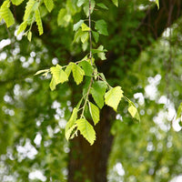 Black;River Birch  - Betula nigra  | Wirebasket from ABTrees