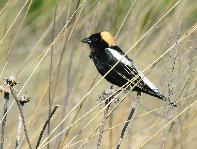 Grassland Bird Meadow Habitat Native Seed Mix (kg)
