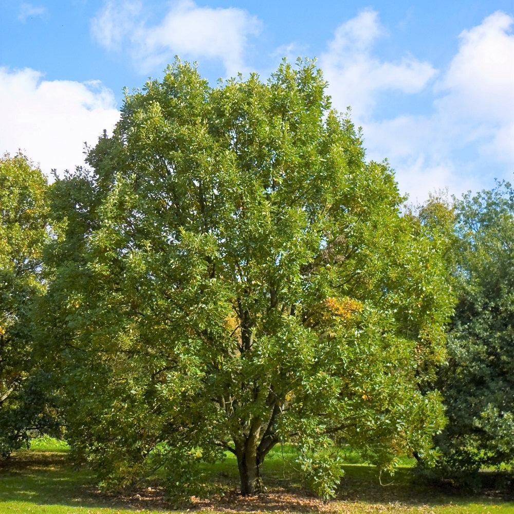 Swamp White Oak - Quercus bicolor | Potted from StWilliams