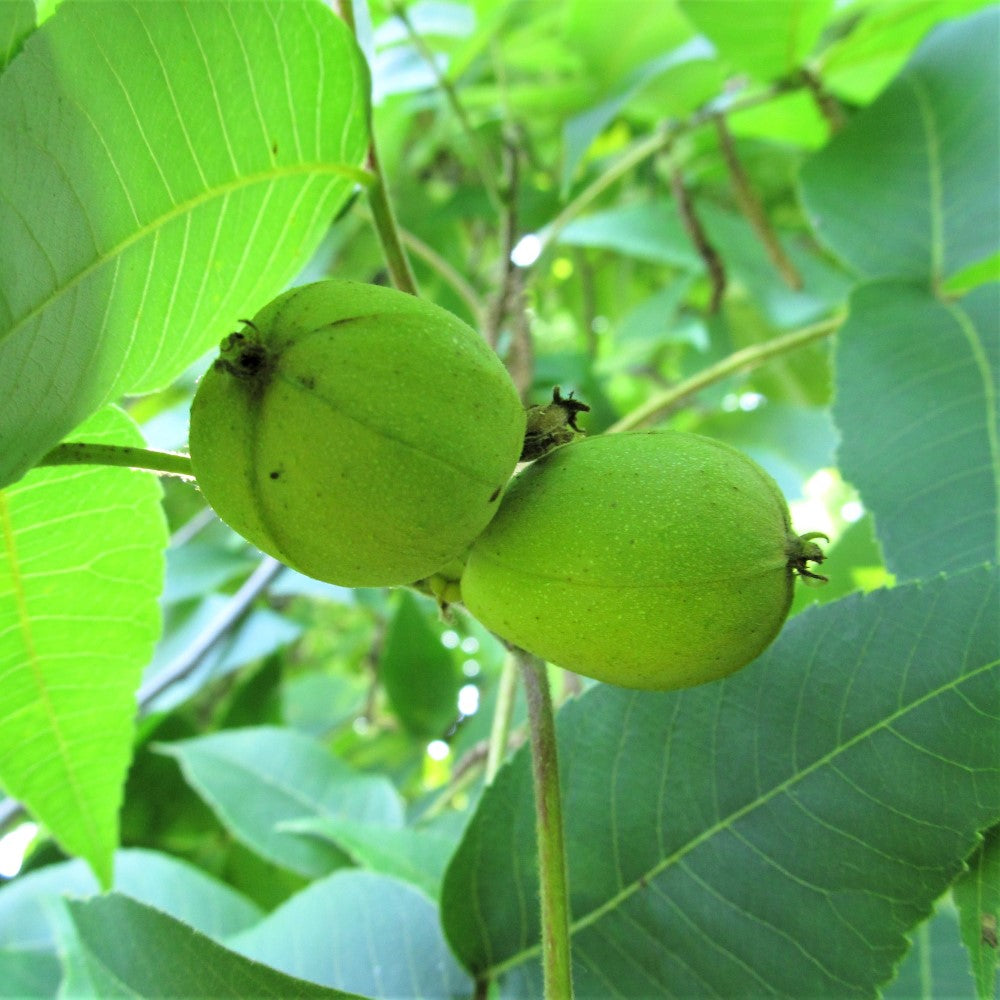 Big Shellbark Hickory - Carya laciniosa | Potted from StWilliams