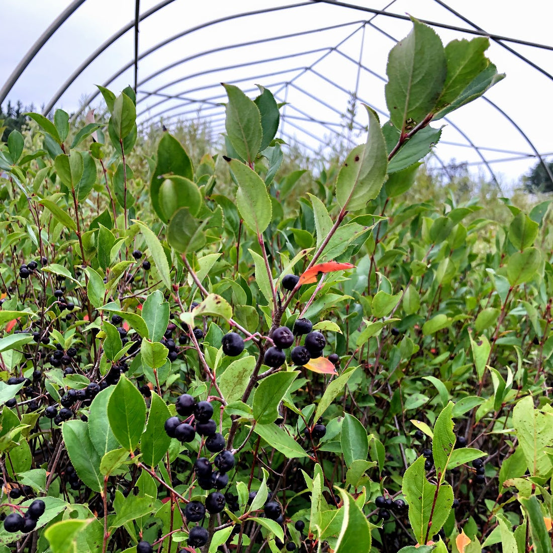 Black Chokeberry - Aronia melanocarpa | Potted from StWilliams