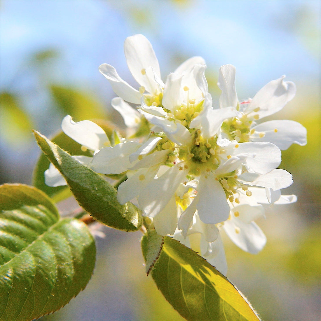 Round-Leaved Serviceberry - Amelanchier sanguinea | Potted from StWilliams