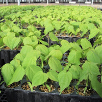 Black Maple - Acer nigrum | Potted from StWilliams