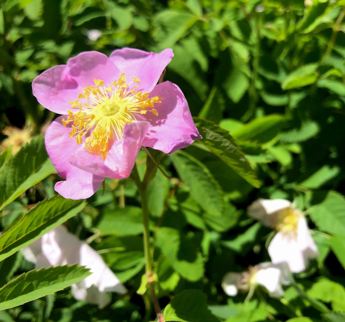 Swamp Rose - Rosa palustris | Potted from StWilliams