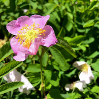 Swamp Rose - Rosa palustris | Potted from StWilliams