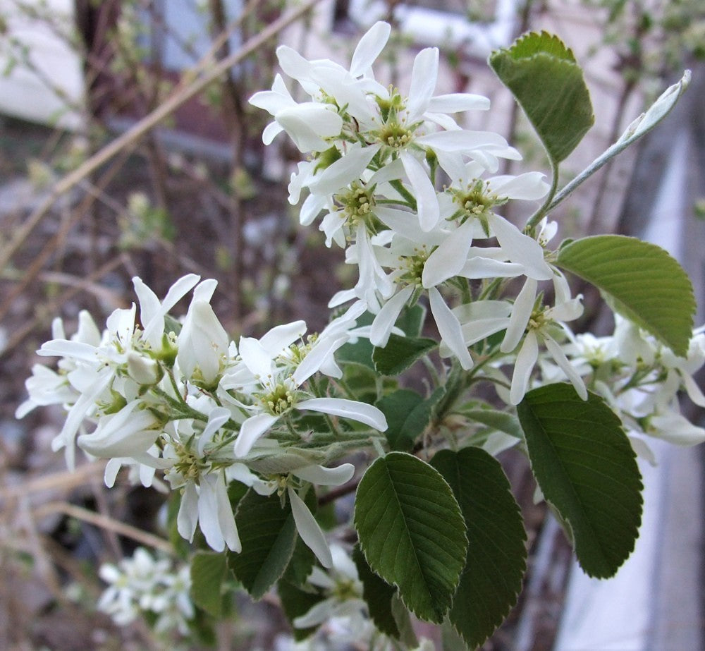 Low Serviceberry - Amelanchier humilis | Potted from StWilliams