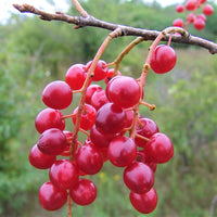 Choke Cherry - Prunus virginiana | Potted from StWilliams