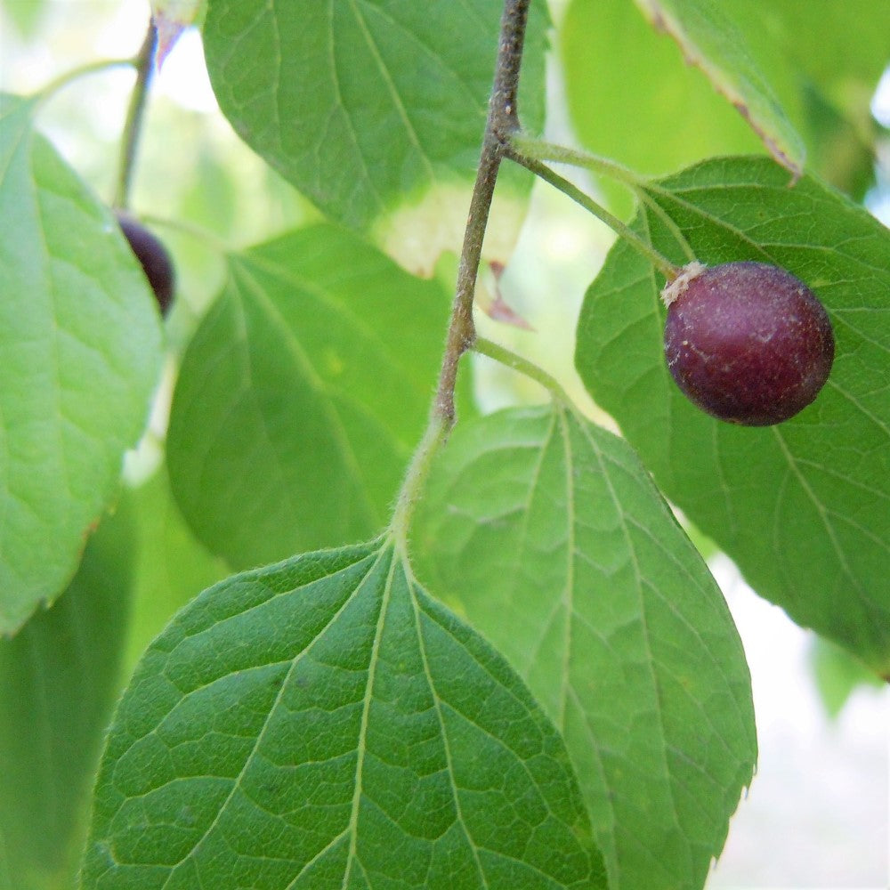 Dwarf Hackberry - Celtis tenuifolia | Potted from StWilliams