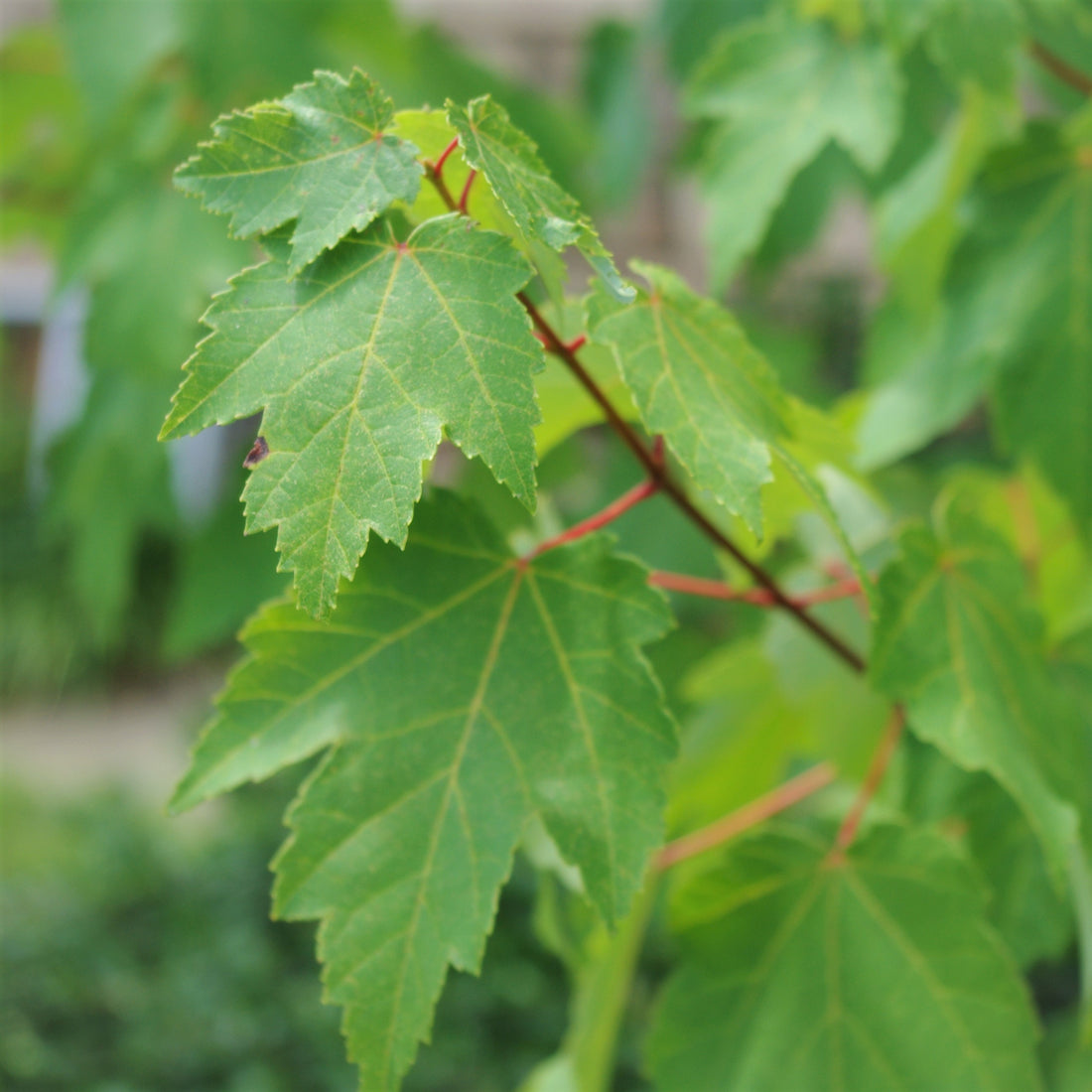 Red Maple - Acer rubrum | Potted from StWilliams