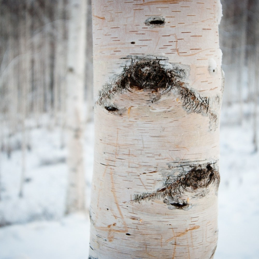 White Birch;Paper Birch - Betula papyrifera | Potted from StWilliams