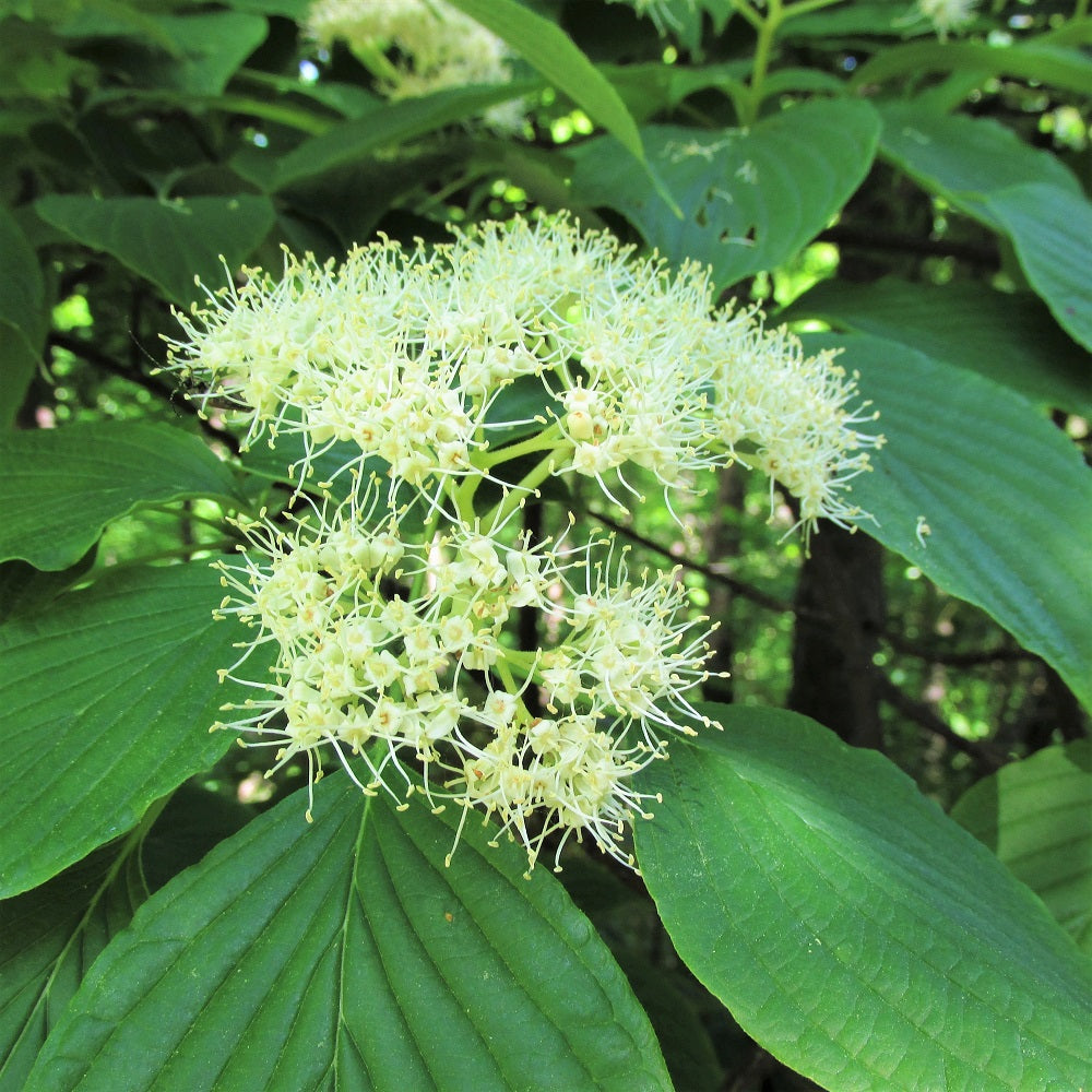 Alternate-Leaved Dogwood - Cornus alternifolia | Potted from StWilliams