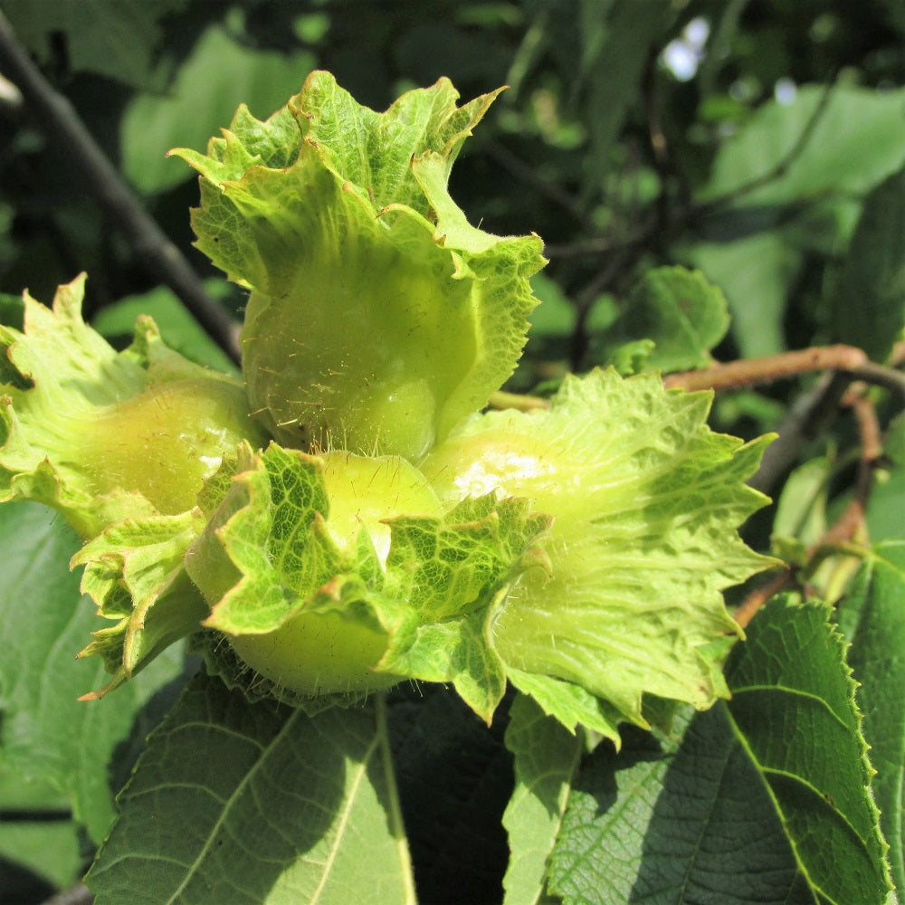 American Hazelnut - Corylus americana | Potted Shrub-Small Tree