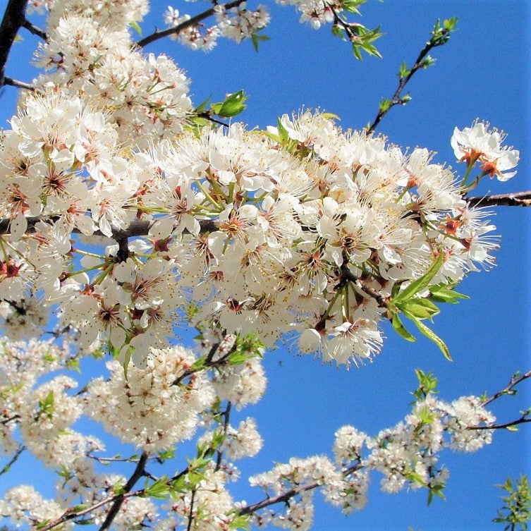 American Plum - Prunus americana | Potted Deciduous Tree