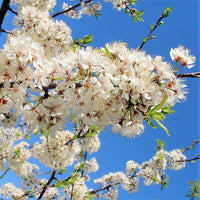 American Plum - Prunus americana | Potted Deciduous Tree